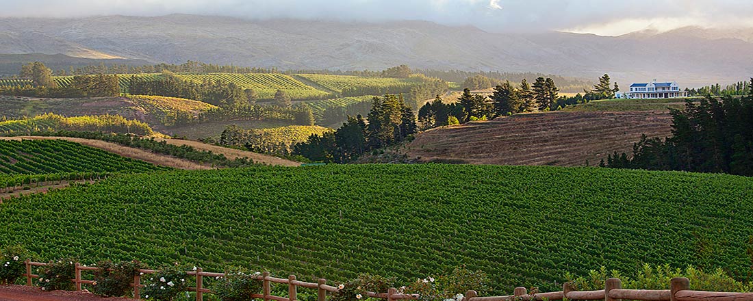 Oneiric Wine Südafrika